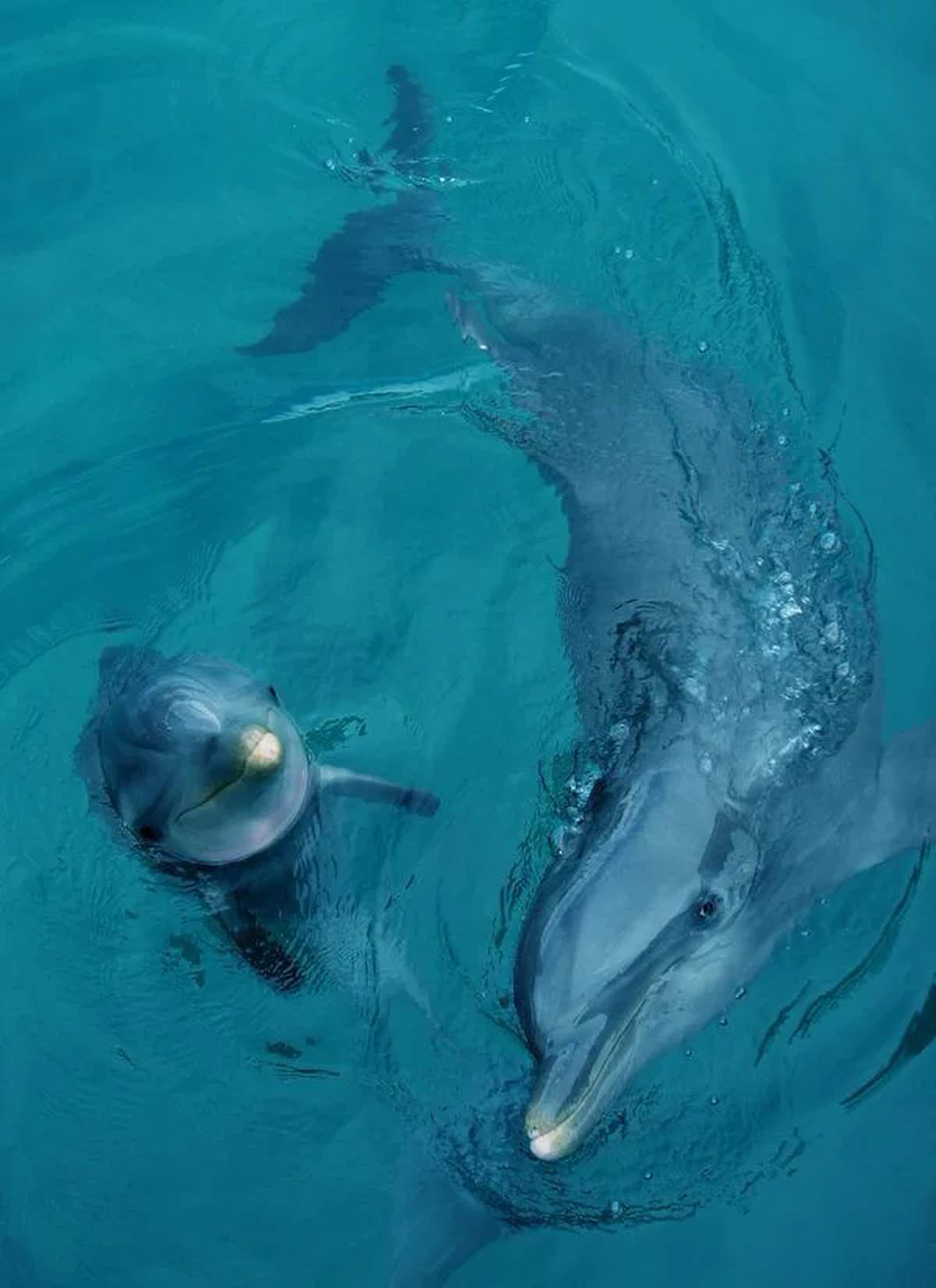 Dolphin Watching Tours